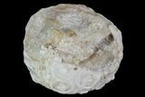 Bargain, Fossil Sea Urchin (Drocidaris) - Morocco #104515-1